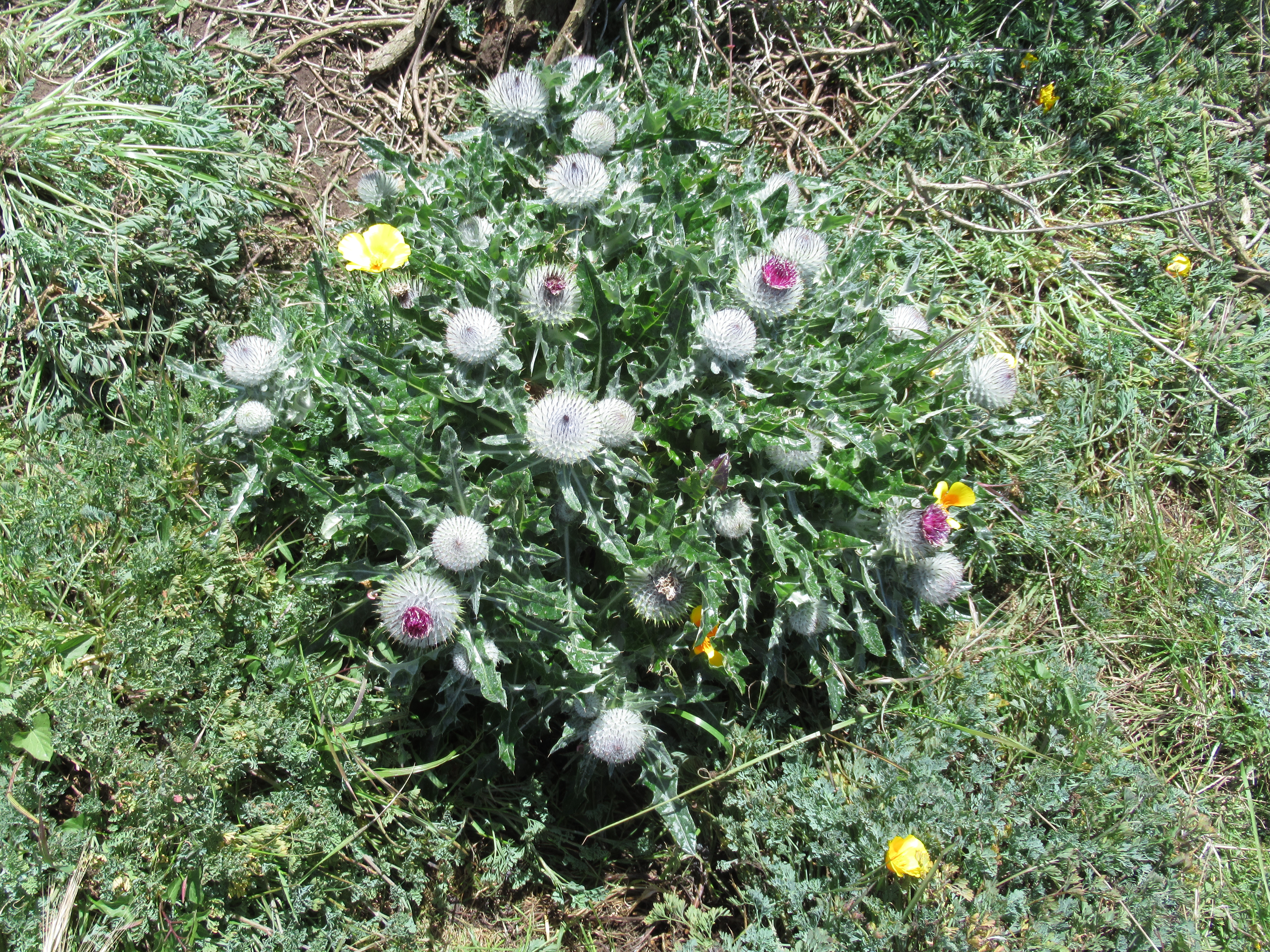 compact cobwebby thistle